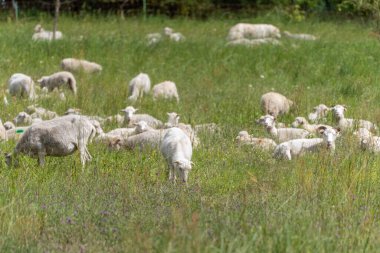 Koyun sürüsü kır çiçekleriyle dolu bir tarlada otluyor. Bazıları dinlenirken diğerleri yemyeşil otları yiyor..