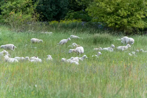 Köpekler onları korurken koyunlar yeşil bir çayırda otluyor. Sahne, çiftlik hayvanları ve doğa arasındaki uyumu gösteriyor..