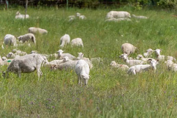 Koyun sürüsü kır çiçekleriyle dolu bir tarlada otluyor. Bazıları dinlenirken diğerleri yemyeşil otları yiyor..