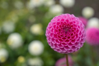 Yuvarlak yapısıyla yandan yakalanmış pembe bir yıldız topuydu. Arka plandaki bulanık beyaz yıldız çiçekleri derinlik oluşturur.