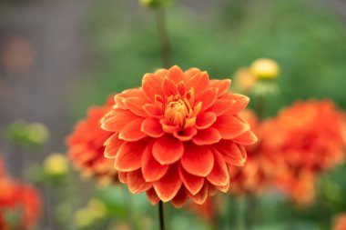 Doğal ışık altında parlayan katmanlı yaprakları olan çarpıcı bir portakal çiçeği. Kalın rengi yeşil bahçe arkaplanıyla çelişiyor..