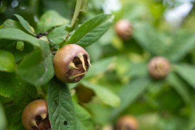 Yeşil yaprakların arasında kahverengi bir meyve yetişir. Ayırt edici açık çiçek şekli onu eşsiz kılıyor..