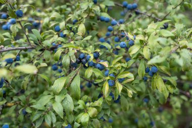 Prunus spinosa sloe çalılarının dalları koyu mavi dutlarla kaplıdır. Yeşil yapraklar yazın sonlarında küçük yuvarlak meyveleri çerçeveliyor..