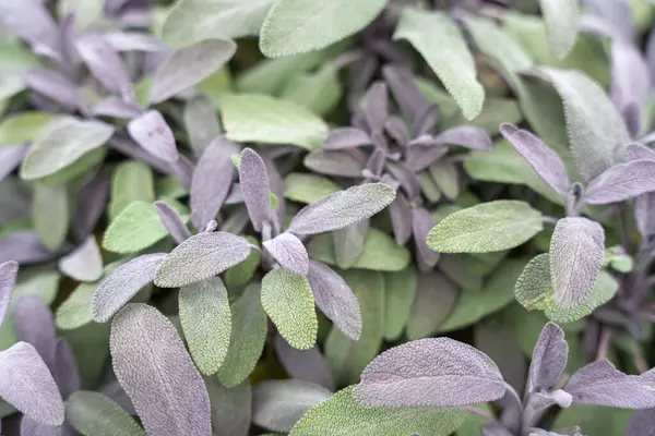 Mor adaçayı desenli, gri-yeşil ve mor yapraklı. Aromatik bitki taze ve canlı görünüyor..