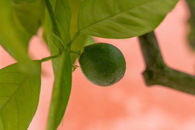 Genç yeşil bir narenciye tohumu taze yapraklı bir dalda yetişir. Yumuşak turuncu arka plan meyveleri ön plana çıkarır.