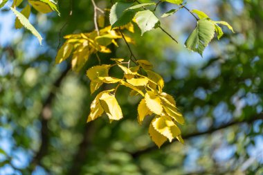 Parlak sarı sonbahar yapraklı dallar güneş ışığı altında. Taze yeşil arka plan mevsimsel değişimi vurguluyor.