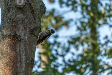 Ağaçkakan ağaç kabuğuna tutunuyor. Yakın plan doğal ışıkta tüylenme deseni gösterir.