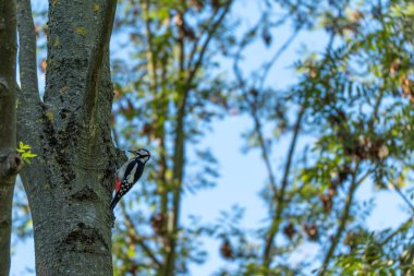 Ağaçkakan güneş ışığında ağaç gövdesine tünedi. Kırmızı, siyah ve beyaz tüyler orman ortamında parlar.