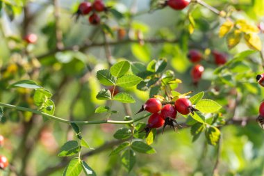 Yaban gülünün parlak kırmızı kalçaları yeşil yaprakların arasında parlıyor. Güneş ışığında canlı bir sonbahar detayı.
