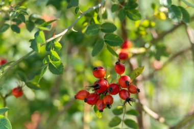 Dikenli bir dala asılı kırmızı gül kalçası kümesi. Yeşil yapraklar canlı meyveyi çerçeveler..