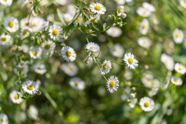 Beyaz papatya gibi kır çiçekleri çayırda çiçek açar. Sarı merkezleri gün ışığında parlıyor..