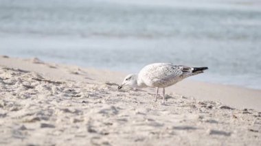Kumsalda kumları gagalayan martı. Genç bir martı kumsalda yürüyor, kumda yemek için gagalıyor. Arka planda deniz usulca kükrer.