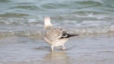 Bir martı yiyecek aramak için başını suya daldırır. Sığ kıyı boyunca ilerliyor..