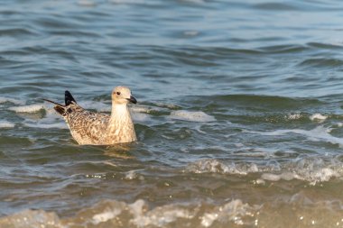 Genç bir martı Larus Argentatus, nazik dalgalarla çevrili olarak su yüzeyinde yüzer. Güneş ışığı denizde parlıyor..