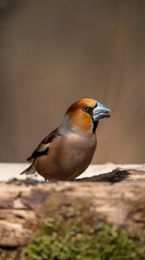 Saka kuşu (Coccothraustes coccothraustes) siyah ayçiçeği tohumu yer