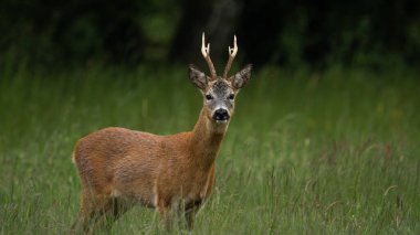 Büyük boynuzlu erkek Roe Geyiği (Capreolus capreolus). Yeşil bir çayırda yürür