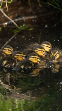 Nehirde yüzen sevimli küçük Mallard ördekleri (Anas platyrhynchos)