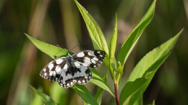 Yeşil yapraklı açık kanatlı Mermer Beyaz Kelebek (Melanargia Galaksisi)