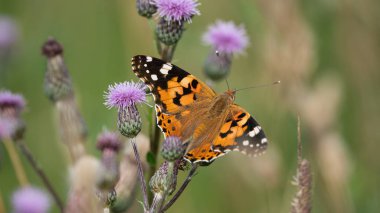 Güzel kelebek Vahşi bir çayır çiçeğinin üzerinde boyanmış kadın (Vanessa Cardui)
