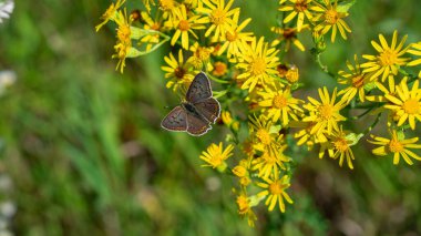 Sarı kır çiçekleri üzerinde sooty bakır (Lycaena Tityrus) kelebeği