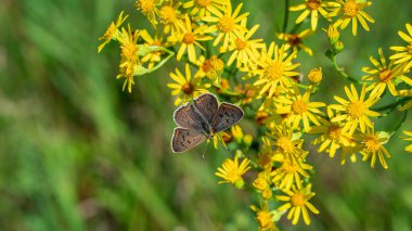 Sarı kır çiçekleri üzerinde sooty bakır (Lycaena Tityrus) kelebeği