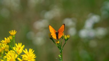 Nadir bakır (Lycaena Virgaureae) kelebeği kır çiçeklerinin üzerinde oturur