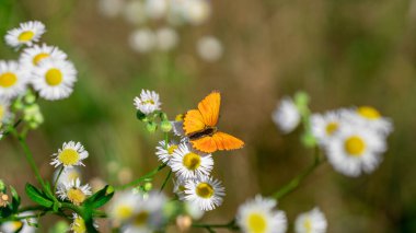 Nadir bakır (Lycaena Virgaureae) kelebeği kır çiçeklerinin üzerinde oturur