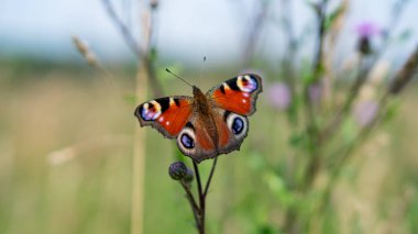 Renkli Tavus Kelebeği (Aglais io) çayır çiçeklerinde oturur