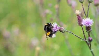 Erken dönem Bumblebee (Bombus pratorum) tarlada Koyun Bitinden (Jasione Montana) nektar topluyor