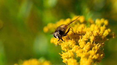 Bal arısı (Apis mellifera) bitkilerden nektar toplar.