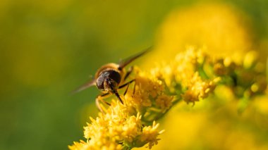 Bal arısı (Apis mellifera) bitkilerden nektar toplar.