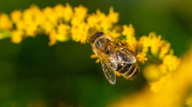 Bal arısı (Apis mellifera) bitkilerden nektar toplar.