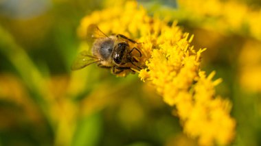 Bal arısı (Apis mellifera) bitkilerden nektar toplar.