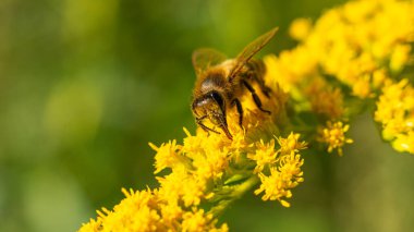 Bal arısı (Apis mellifera) bitkilerden nektar toplar.