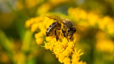 Bal arısı (Apis mellifera) bitkilerden nektar toplar.