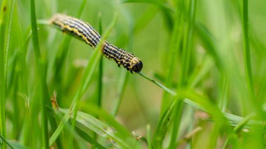 Bulutlu magpie güve (Abraxas sylvata) caterpillar