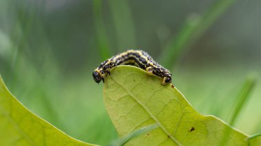 Bulutlu magpie güve (Abraxas sylvata) caterpillar