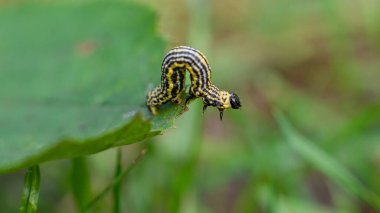 Bulutlu magpie güve (Abraxas sylvata) caterpillar