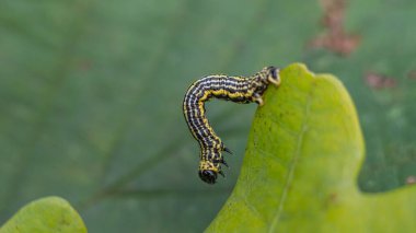 Bulutlu magpie güve (Abraxas sylvata) caterpillar