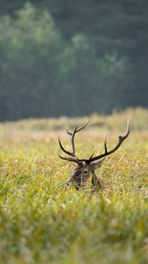 Devasa boynuzları olan kırmızı geyik, azgın mevsimlerde uzun bitki örtüsünde durmaktadır.
