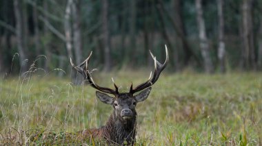 Kırmızı geyik (Cervus elaphus) büyük görkemli boynuzları ile azgın mevsimde uzun bitki örtüsü içinde durmaktadır.