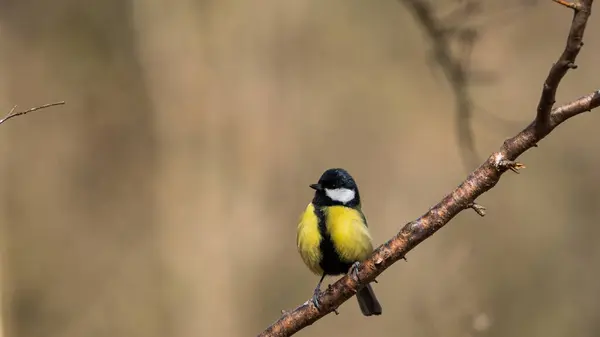 Great Tit (Parus major) sitting on branch