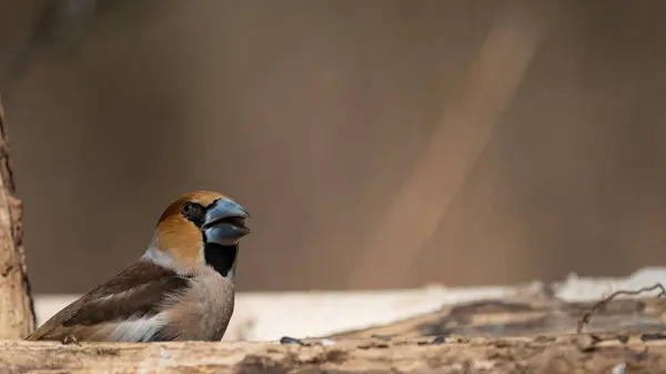 Renkli ispinoz (Coccothraustes coccothraustes)
