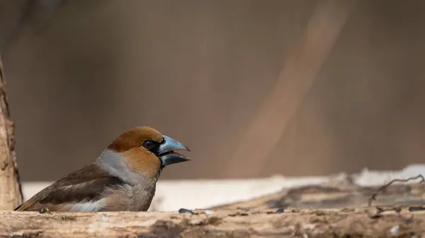 Renkli ispinoz (Coccothraustes coccothraustes)
