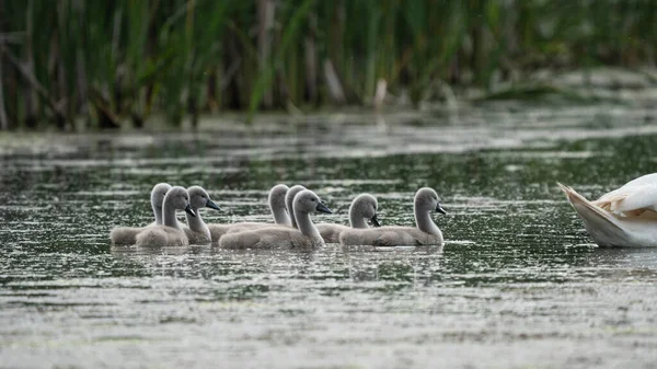Bebek Kuğu (Cygnus olor) gölde yüzüyor
