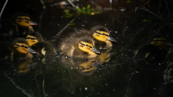 Yavru ördekler (Anas platyrhynchos) nehirde yüzüyor