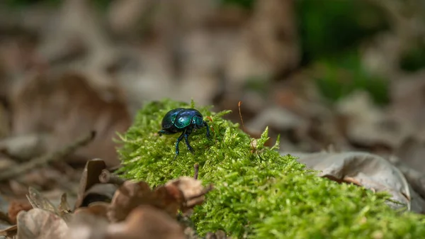 Dor böceği (Geotrupes stercorarius) yosunlara tırmanıyor
