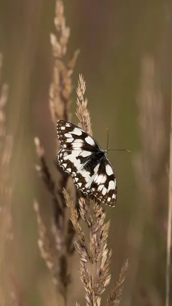 Açık kanatlı Mermer Beyaz Kelebek (Melanargia galaksisi)