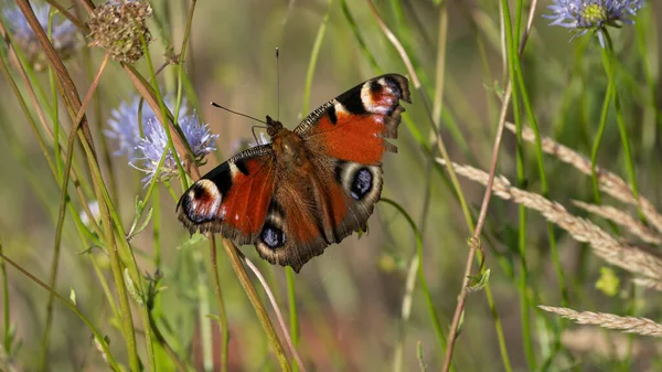 Renkli Tavuskuşu Kelebeği (Aglais io) çiçeğin üzerinde oturur