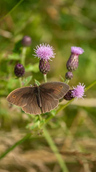 Meadow kahverengi kelebeği (Maniola jurtina) açık kanatlı bir çiçeğin üzerinde oturur.